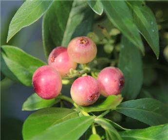 Vaccinium Pink Lemonade® C3.5L ** Myrtillier ROSE très sucrée mi-saison **