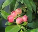 Vaccinium Pink Lemonade® C3.5L ** Myrtillier ROSE très sucrée mi-saison **