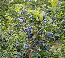 Vaccinium Blue Jay Pot C3Litres - Myrtillier mi-saison