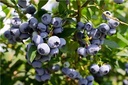 Vaccinium Brigitta Blue Pot  - Myrtillier mi-hâtif