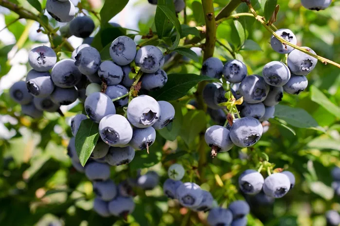 [113808] Vaccinium Jersey Pot P18 - Myrtillier tardif