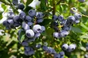 Vaccinium Jersey Pot P18 - Myrtillier tardif