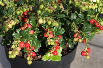[142215] Vaccinium vitis idea Red Pearl  C2 Litres. Airelle