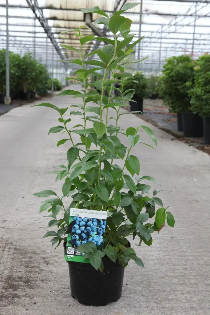 Vaccinium Duke Pot  - Myrtillier hâtif