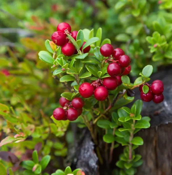 Vaccinium vitis idaea Miss Cherry P11-13 ** Airelles rouges **