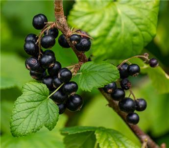 Cassissier Noir de Bourgogne BIO Pot C2