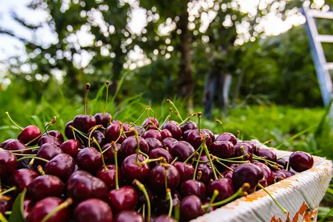 Bigarreau Lapins Buisson Pot  **Autofertile et pollinisateur **