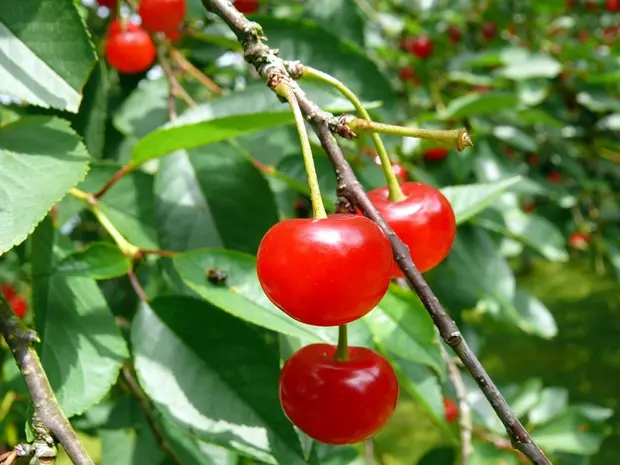 Griotte de Schaerbeek Buisson ** Prêt à produire **