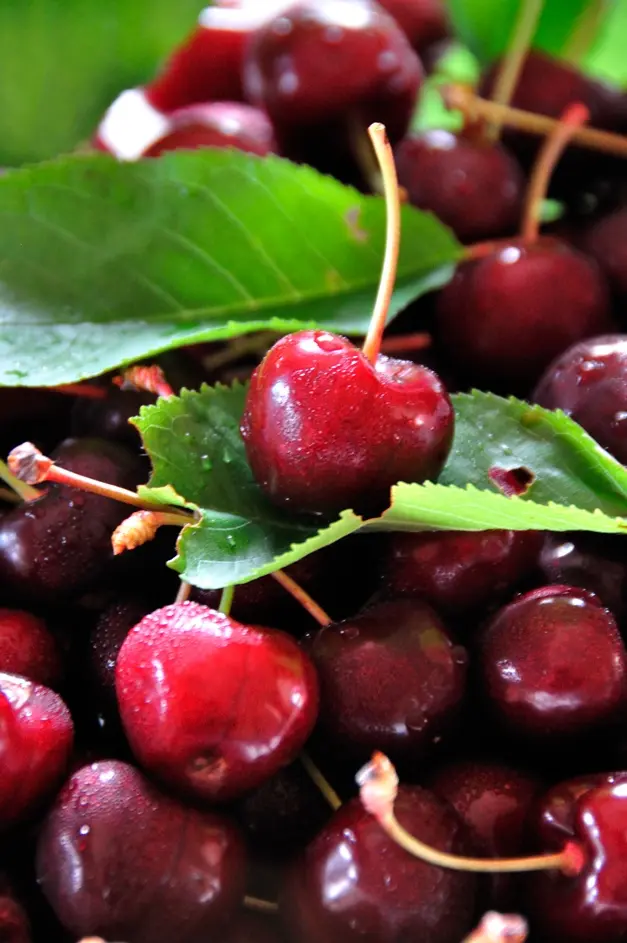 Bigarreau Coeur de Pigeon Demi Tige Pot ** Fort prêt à produire **