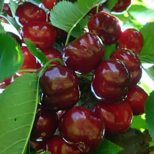 Bigarreau Burlat Haute Tige ** Bon pollinisateur **