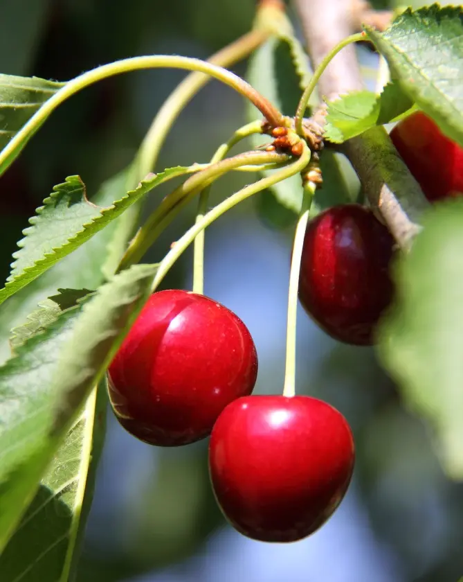 Bigarreau Burlat Demi Tige ** Bon pollinisateur **