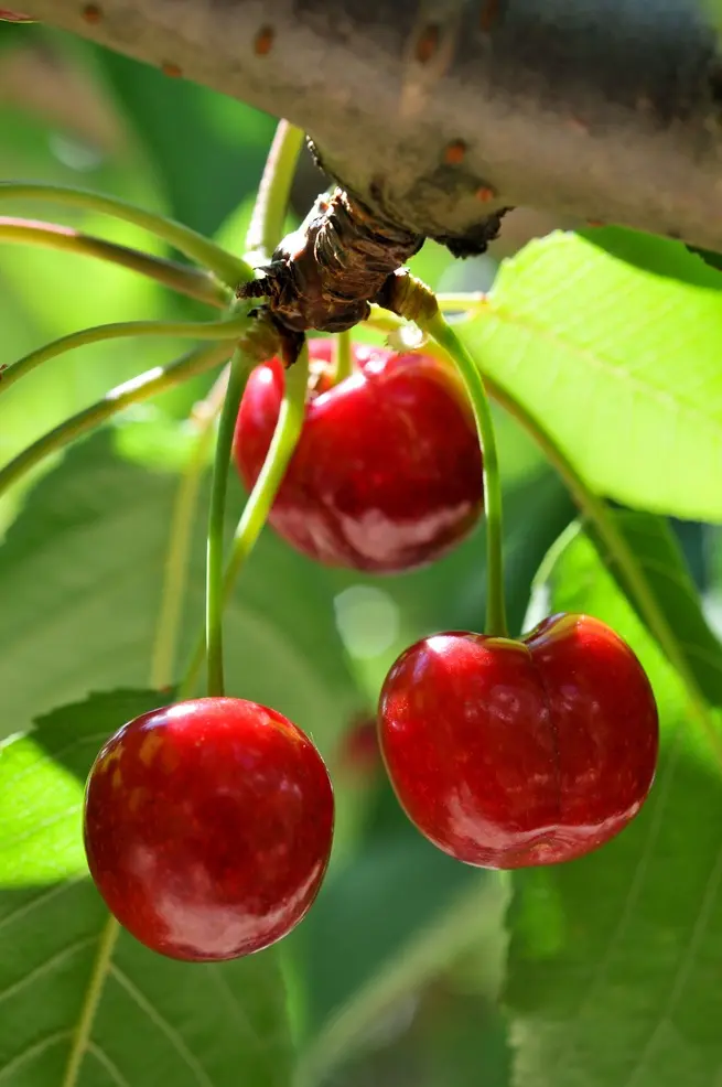 Griotte de Montmorency Buisson  * Autofertile **