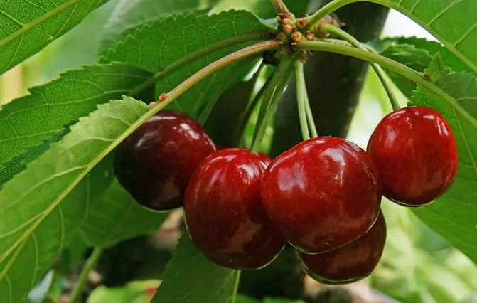 Bigarreau Sunburst Buisson **Autofertile**