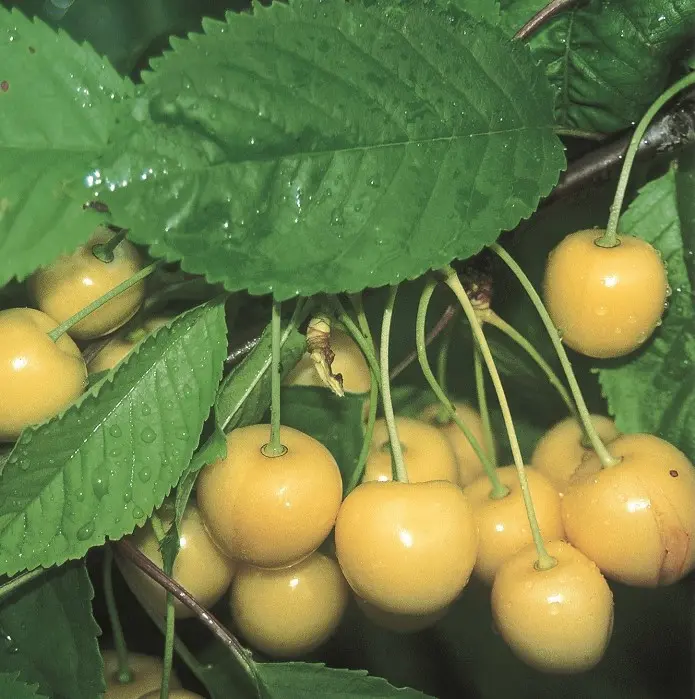 Bigarreau Donissens Gold Buisson Pot ** Cerise de table. Peu apprécié des oiseaux **