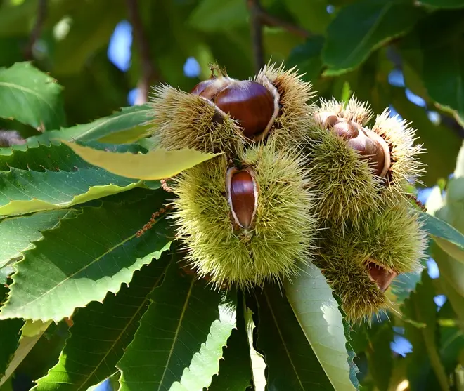 Castanea sativa De Lyon ** Châtaignier **