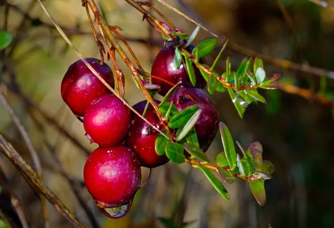 [142997] Vaccinium macrocarpon Pilgrim Pot P11 ** Canneberge à gros fruits **