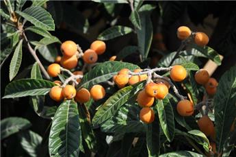 [143591] Eriobotrya japonica tige 80 cm Pot C20 XL  ** FORT prêt à produire - Néflier du Japon **