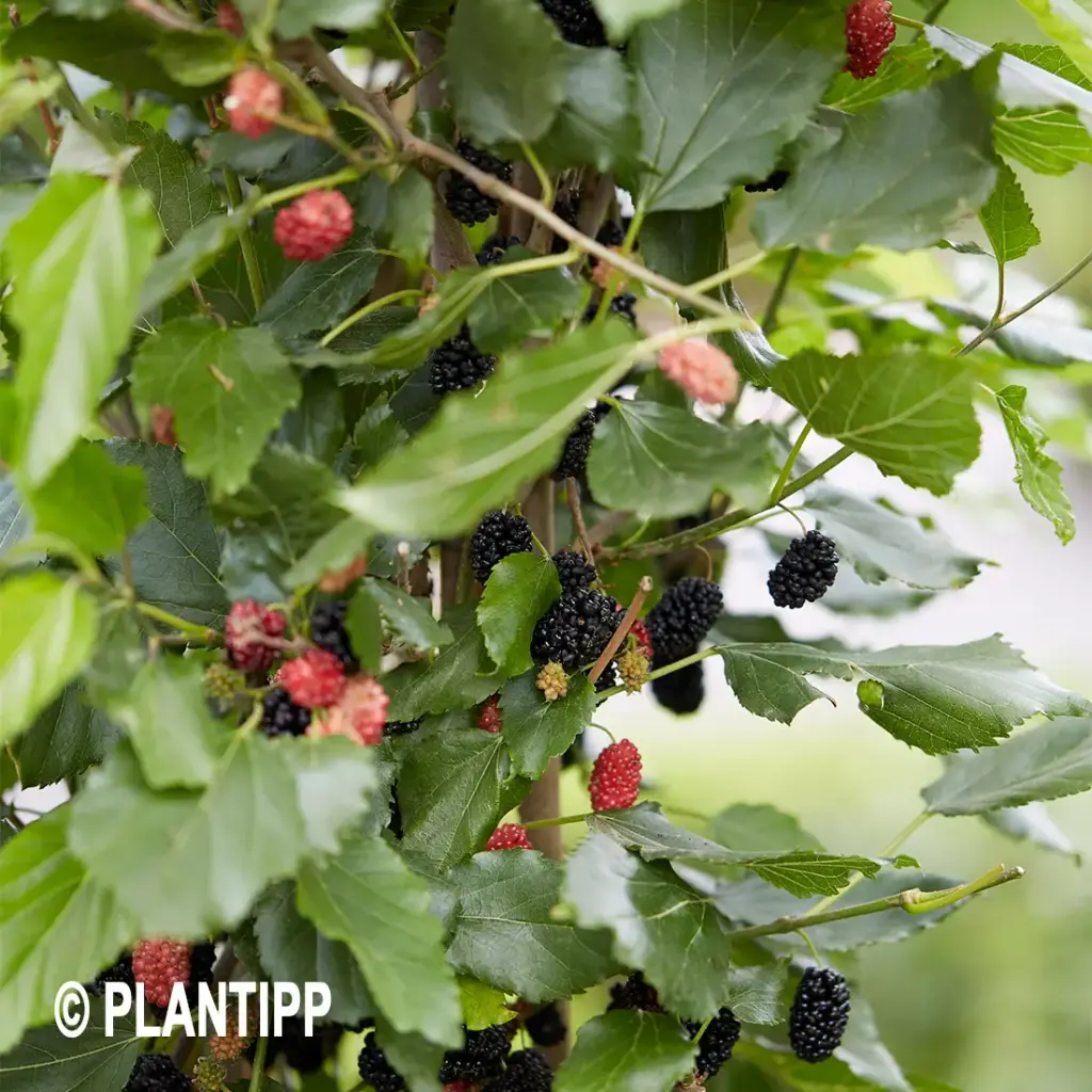 Morus rotundiloba BonBonBerry® Mojo Berry Pot C 5L