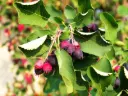 Amelanchier alnifolia Northline C5