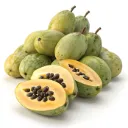 Asimina triloba Sunflower Baliveau Pot C5 ** Autofertile. Asiminier ou Pawpaw ** **