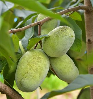 Asimina triloba Prolific Baliveau 080 100 cm Pot C5L ** Asiminier ou Pawpaw **