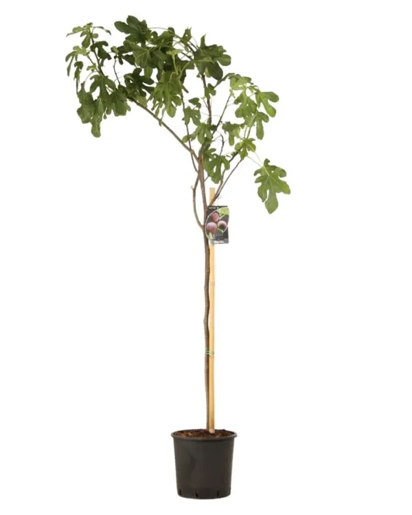 Ficus carica Brown Turkey Tige 100 cm Pot C10L ** Figuier. Bifère. Autofertile. Résistant au froid **