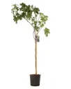 Ficus carica Brown Turkey Tige 100 cm Pot C10L ** Figuier. Bifère. Autofertile. Résistant au froid **