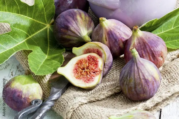 Ficus carica St Pierre Pot C20 ** Figuier Bifère. Rustique. Résistante **