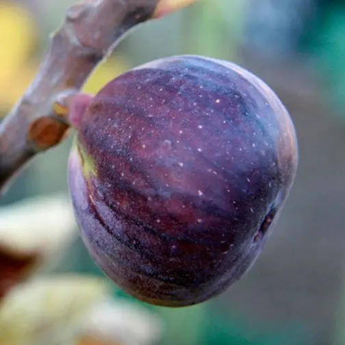 Ficus carica Rouge de Bordeaux Buisson Pot C5Litres * Unifère **