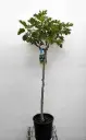 Ficus carica Brown Turkey Tige +/- 80-90 cm Fort Pot P30  ** Figuier bifère autofertile et résistant au froid**
