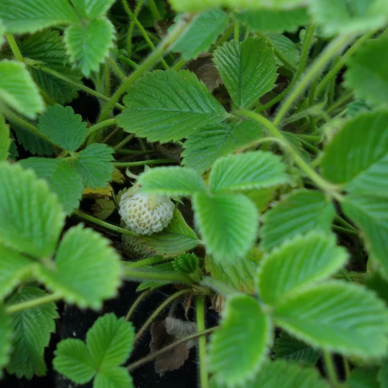 Fraisier Fragaria rubicola ´Mount Omei´