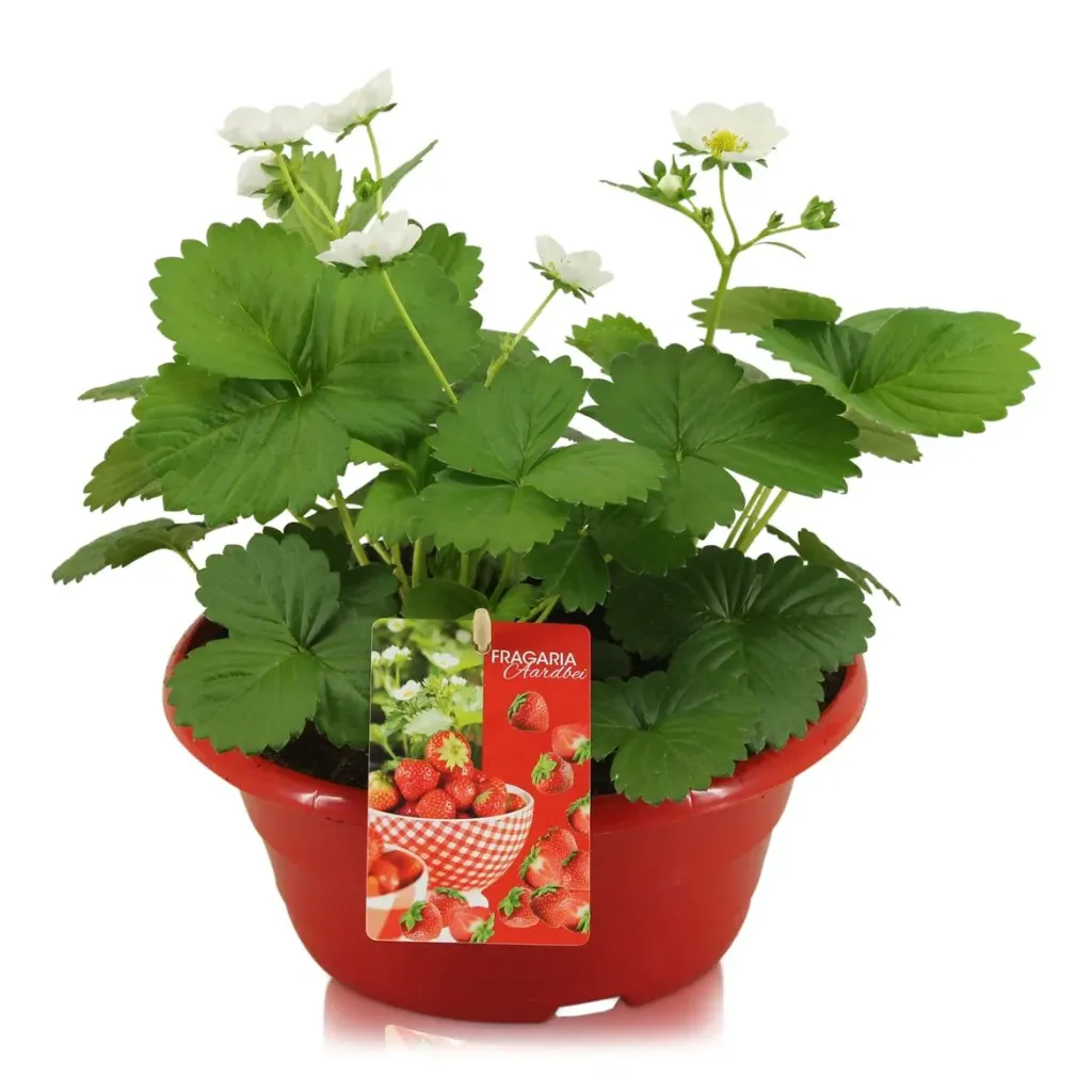 Fraisier Beltran Coupe 23 cm
