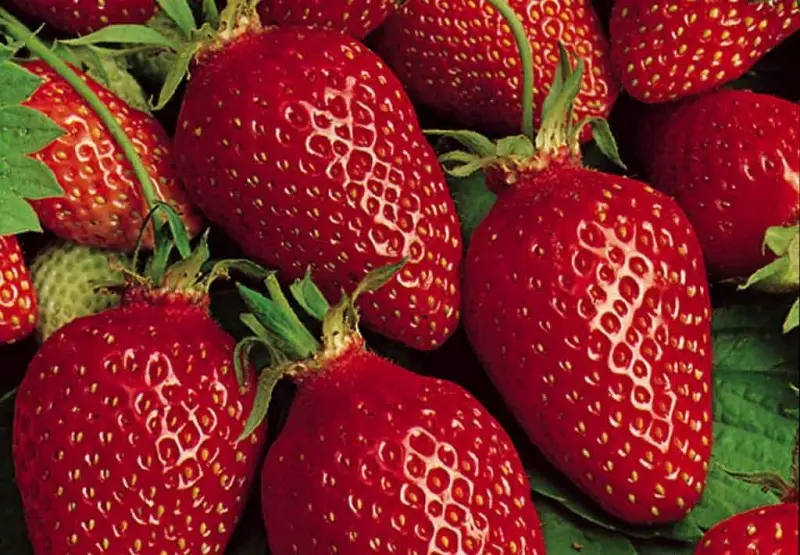 Fraisier GARIGUETTE (N-REM)