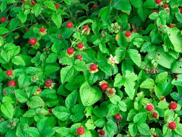 Fraisier Fragaria vesca  Alexandria  Pot C 1.5L ** Fraises des bois **