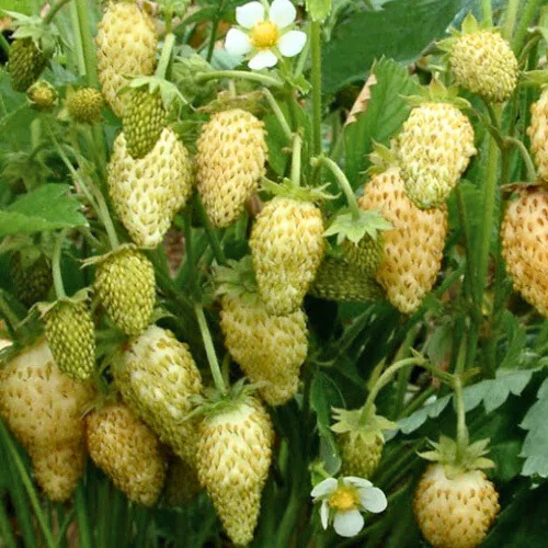 [133723] Fraisier Fragaria vesca Yellow Wonder C 1.5L ** Fraises des bois jaunes **