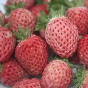 [136473] Fraisier Bubbleberry (REM) Pot P12 cm