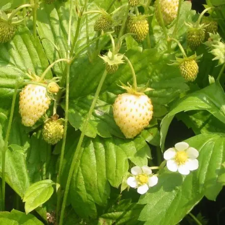 [126665] Fraisier Fragaria vesca Yellow Wonder Pot P12 cm ** Fraise des bois jaune **