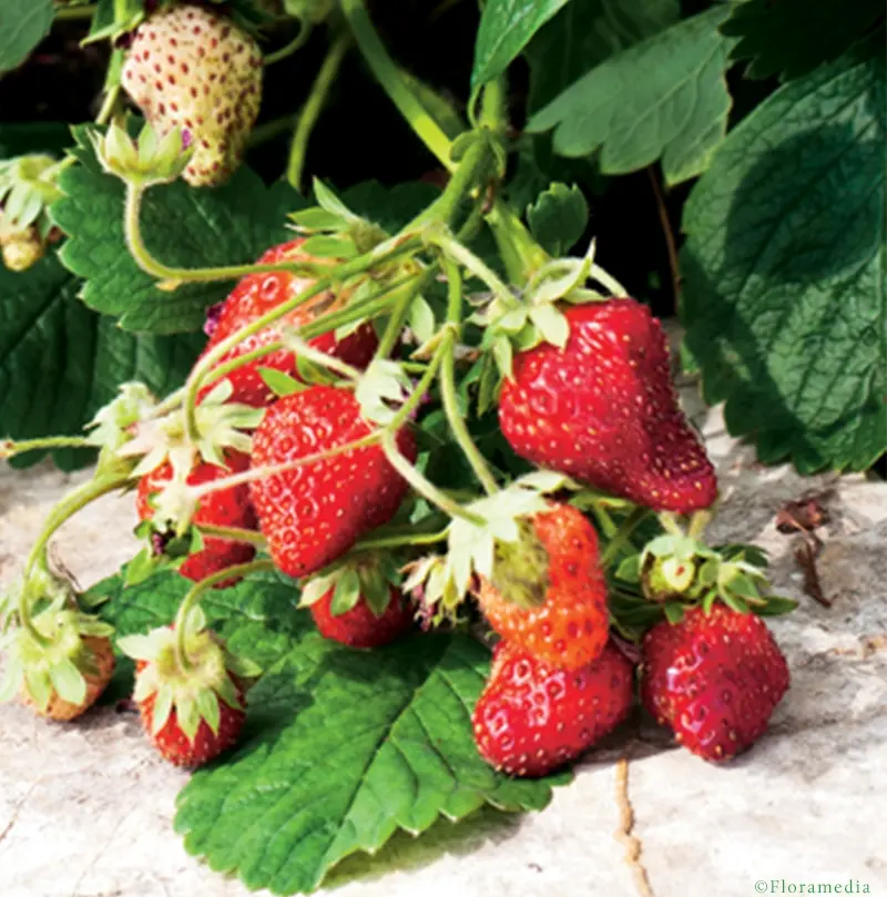 Fraisier Mount Everest (REM) P12 Fraisier grimpant prêt à produire