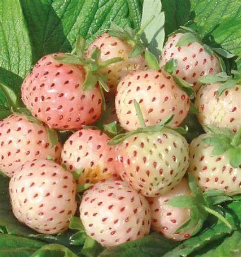 Fraisier ANABLANCA Pot 10.5 (NREM)