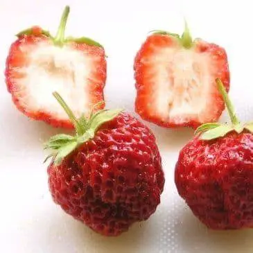 Fraisier ANARED Pot 10.5 (NREM)