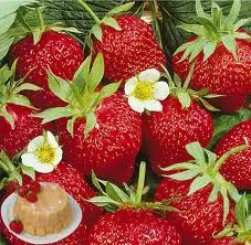 Fraisier CHARLOTTE (REM) Pot