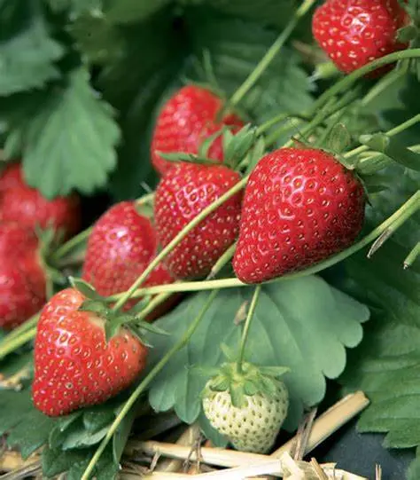 Fraisier CHARLOTTE (REM) Pot 10.5