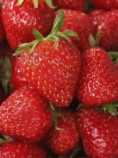 [122253] Fraisier ELSANTA (N-REM)** Très productif **
