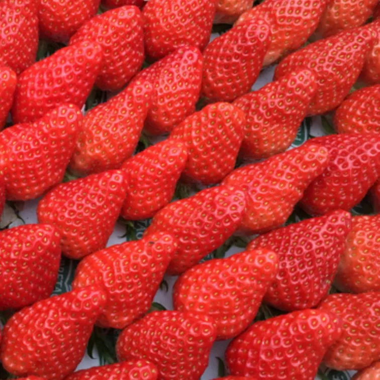 Fraisier GARIGUETTE (N-REM) Pot 10.5