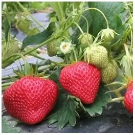 Fraisier LAMBADA (N-REM) Pot P9-10 cm