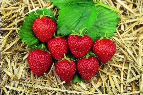 Fraisier MARA DES BOIS (REM)