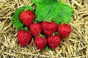 Fraisier MARA DES BOIS (REM)