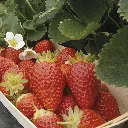 Fraisier MARIGUETTE (REM)