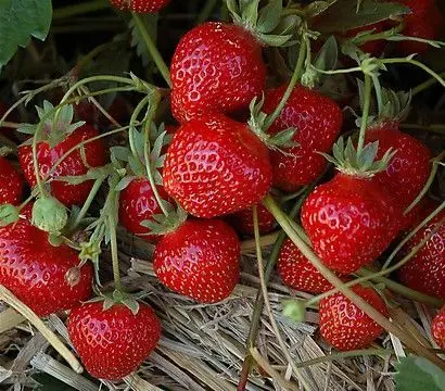 Fraisier NOVA GENTO (REM)