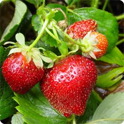 Fraisier OSTARA (REM) P10